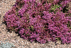 Dragon's Blood Stonecrop (Sedum spurium) at Green Haven Garden Centre
