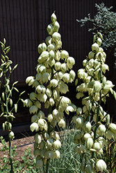 Small Soapweed (Yucca glauca) at Green Haven Garden Centre