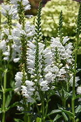 Crystal Peak White Obedient Plant (Physostegia virginiana 'Crystal Peak White') at Green Haven Garden Centre