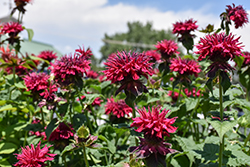 Fireball Beebalm (Monarda didyma 'Fireball') at Green Haven Garden Centre