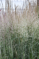 Variegated Reed Grass (Calamagrostis x acutiflora 'Overdam') at Green Haven Garden Centre