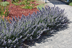Walker's Low Catmint (Nepeta x faassenii 'Walker's Low') at Green Haven Garden Centre
