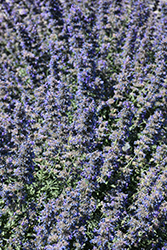 Walker's Low Catmint (Nepeta x faassenii 'Walker's Low') at Green Haven Garden Centre