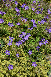 Orion Cranesbill (Geranium 'Orion') at Green Haven Garden Centre