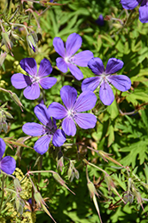 Orion Cranesbill (Geranium 'Orion') at Green Haven Garden Centre