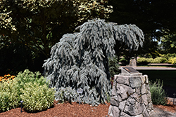 The Blues Weeping Blue Spruce (Top Grafted) (Picea pungens 'The Blues') at Green Haven Garden Centre