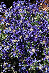 Sapphire Indigo Clematis (Clematis 'Sapphire Indigo') at Green Haven Garden Centre