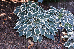El Nino Hosta (Hosta 'El Nino') at Green Haven Garden Centre
