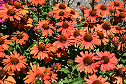 Kismet Intense Orange Coneflower (Echinacea 'TNECHKIO') at Green Haven Garden Centre