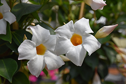 Sun Parasol White Mandevilla (Mandevilla 'Sun Parasol White') at Green Haven Garden Centre