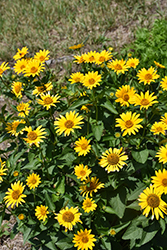 False Sunflower (Heliopsis helianthoides) at Green Haven Garden Centre