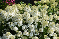 Bobo Hydrangea (Hydrangea paniculata 'ILVOBO') at Green Haven Garden Centre