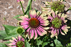 Green Twister Coneflower (Echinacea purpurea 'Green Twister') at Green Haven Garden Centre