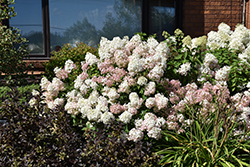 Bobo Hydrangea (Hydrangea paniculata 'ILVOBO') at Green Haven Garden Centre