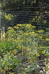 Dill (Anethum graveolens) at Green Haven Garden Centre