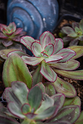 Painted Echeveria (Echeveria nodulosa) at Green Haven Garden Centre