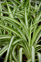 Variegated Spider Plant (Chlorophytum comosum 'Variegatum') at Green Haven Garden Centre