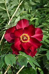 Scarlet Heaven Itoh Peony (Paeonia 'Scarlet Heaven') at Green Haven Garden Centre