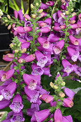 Dalmatian Purple Foxglove (Digitalis purpurea 'Dalmatian Purple') at Green Haven Garden Centre