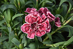 Constant Beauty Crush Burgundy Pinks (Dianthus 'Constant Beauty Crush Burgundy') at Green Haven Garden Centre