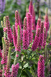 Vernique Rose Speedwell (Veronica longifolia 'Vernique Rose') at Green Haven Garden Centre
