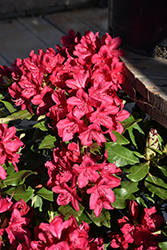 Nova Zembla Rhododendron (Rhododendron 'Nova Zembla') at Green Haven Garden Centre