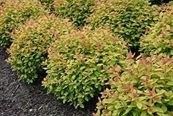 Double Play Big Bang Spirea (Spiraea 'Tracy') at Green Haven Garden Centre