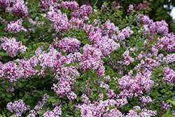 Bloomerang Purpink Lilac (Syringa 'SMNSPTP') at Green Haven Garden Centre