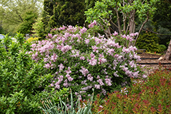 Bloomerang Purpink Lilac (Syringa 'SMNSPTP') at Green Haven Garden Centre