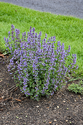 Purrsian Blue Catmint (Nepeta x faassenii 'Purrsian Blue') at Green Haven Garden Centre