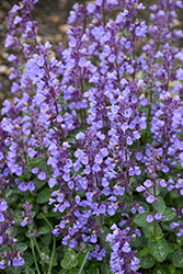 Cat's Pajamas Catmint (Nepeta 'Cat's Pajamas') at Green Haven Garden Centre