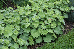 Lady's Mantle (Alchemilla mollis) at Green Haven Garden Centre
