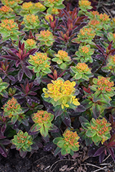 Bonfire Cushion Spurge (Euphorbia polychroma 'Bonfire') at Green Haven Garden Centre