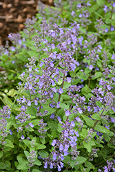 Picture Purrfect Catmint (Nepeta 'Picture Purrfect') at Green Haven Garden Centre