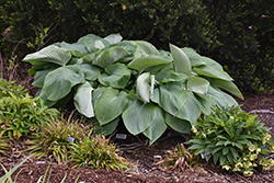 Shadowland Empress Wu Hosta (Hosta 'Empress Wu') at Green Haven Garden Centre