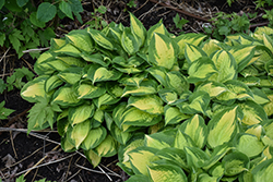 Island Breeze Hosta (Hosta 'Island Breeze') at Green Haven Garden Centre