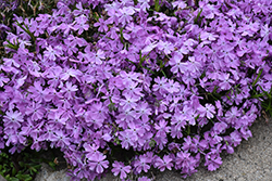 Spring Bling Pink Sparkles Creeping Phlox (Phlox subulata 'Pink Sparkles') at Green Haven Garden Centre