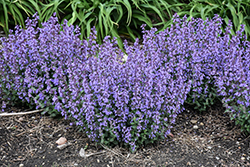 Cat's Pajamas Catmint (Nepeta 'Cat's Pajamas') at Green Haven Garden Centre