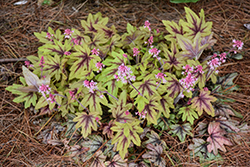 Fun and Games Eye Spy Foamy Bells (Heucherella 'Eye Spy') at Green Haven Garden Centre