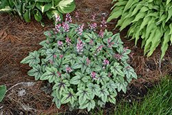 Pink Fizz Foamy Bells (Heucherella 'Pink Fizz') at Green Haven Garden Centre