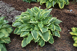 Shadowland Hope Springs Eternal Hosta (Hosta 'Hope Springs Eternal') at Green Haven Garden Centre