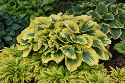 Liberty Hosta (Hosta 'Liberty') at Green Haven Garden Centre