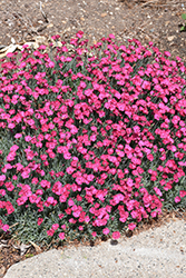 Paint The Town Fancy Pinks (Dianthus 'Paint The Town Fancy') at Green Haven Garden Centre