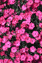 Paint The Town Fancy Pinks (Dianthus 'Paint The Town Fancy') at Green Haven Garden Centre