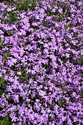 Spring Bling Pink Sparkles Creeping Phlox (Phlox subulata 'Pink Sparkles') at Green Haven Garden Centre