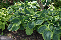 Frances Williams Hosta (Hosta 'Frances Williams') at Green Haven Garden Centre