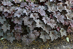 Palace Purple Coral Bells (Heuchera micrantha 'Palace Purple') at Green Haven Garden Centre