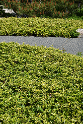 Japanese Spurge (Pachysandra terminalis) at Green Haven Garden Centre