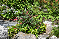 Valentine Bleeding Heart (Dicentra spectabilis 'Hordival') at Green Haven Garden Centre