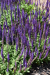 East Friesland Sage (Salvia nemorosa 'East Friesland') at Green Haven Garden Centre